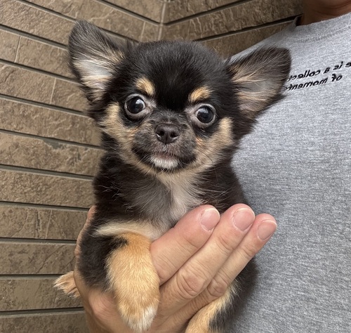 チワワ 犬の販売・譲渡 28634 サイズ小さめの可愛い〜チワワちゃん