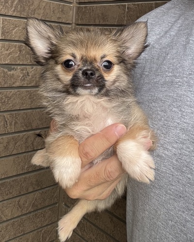 チワワ 犬の販売・譲渡 28635 男の子の中では1番小さなチワワくん
