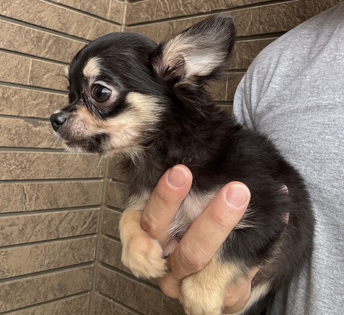 チワワ 犬の販売・譲渡 28636 しっかりボディーのチワワくん