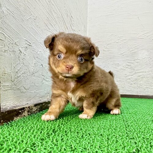 チワワ 犬の販売・譲渡 28639 チョコすけくん