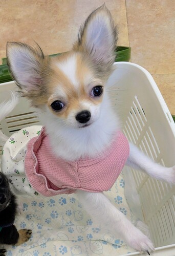 チワワ 犬の販売・譲渡 28640 ロングチワワ3ヶ月の男の子