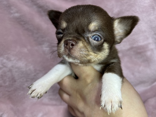 チワワ 犬の販売・譲渡 28642 むぎゅと詰まった派手チョコくん