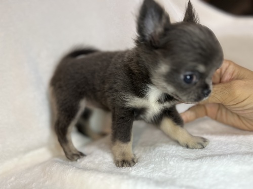 チワワ 犬の販売・譲渡 28646 綺麗なブルータン女の子