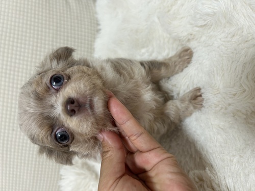 チワワ 犬の販売・譲渡 28647 イザベラマールの女の子