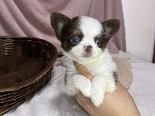 チワワ 犬の販売・譲渡 28648 柄が派手なイケメンくん