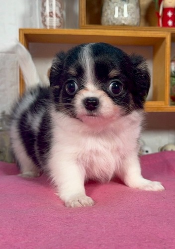 チワワ 犬の販売・譲渡 28651 マズル短めチワワ兄妹