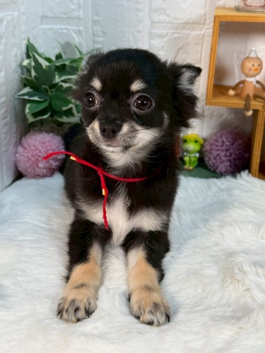 チワワ 犬の販売・譲渡 28654 甘えん坊な女の子