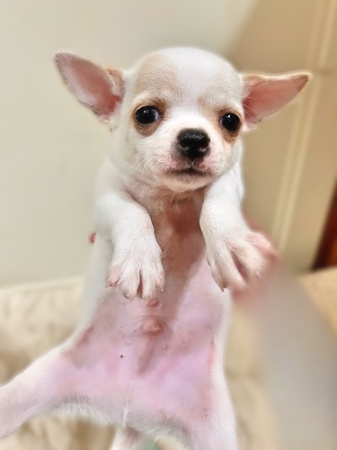 チワワ 犬の販売・譲渡 28655 白系の兄弟
