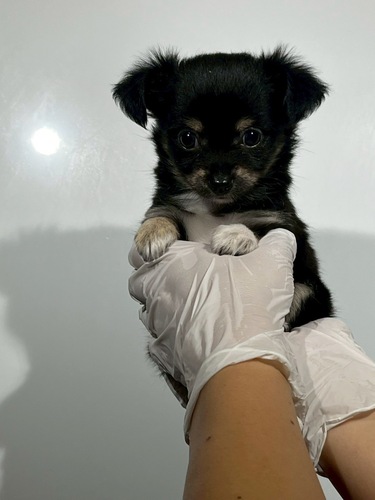 チワワ 犬の販売・譲渡 28656 ブラックタン&ホワイト9401