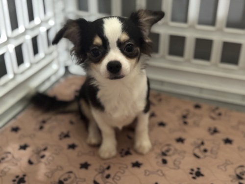 チワワ 犬の販売・譲渡 28657 6ヶ月になりますので里親さま価格となります