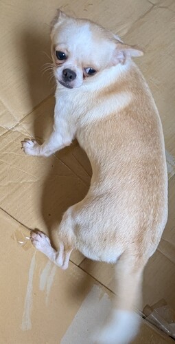 チワワ 犬の販売・譲渡 28658 チワワスムース女の子