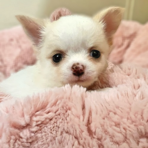 チワワ 犬の販売・譲渡 28661 超極小だけど健康でヤンチャな男の子