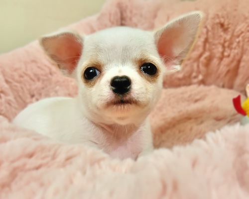 チワワ 犬の販売・譲渡 28662 真っ白なスムースコートチワワの男の子