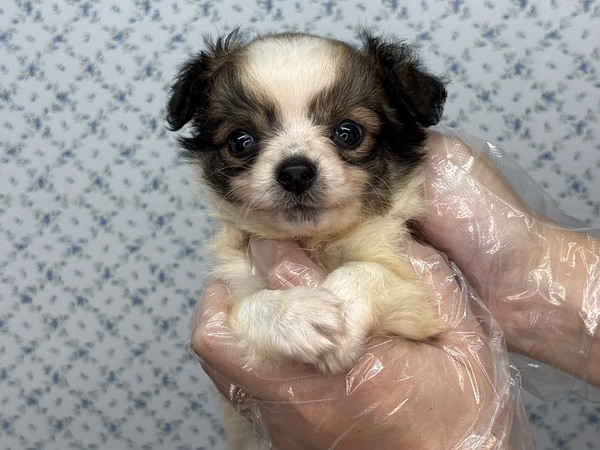 チワワ 犬の販売・譲渡 28663 【特典あり】ビビりな怖がりさん..慣れるとべっ