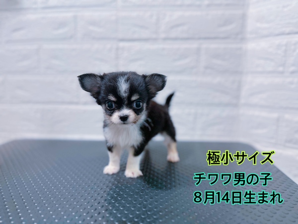 チワワ 犬の販売・譲渡 28664 極小チワワ