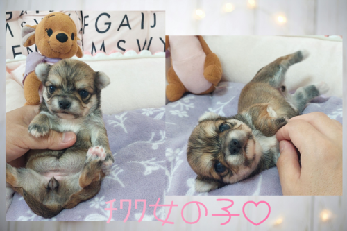 チワワ 犬の販売・譲渡 28665 チビポッチャリ可愛い女の子(*´∀`*)