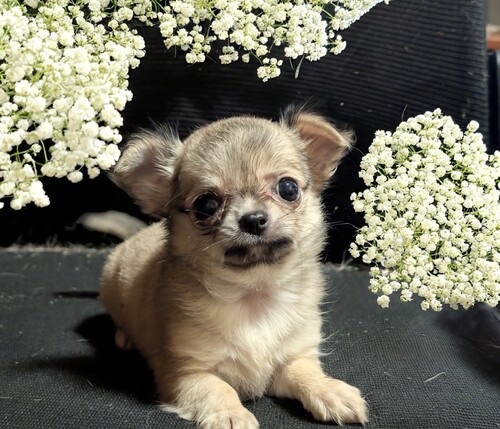 ` ̔̔En 28666 OƃX[X`@̒j̎q@tH[