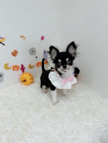 チワワ 犬の販売・譲渡 28667 可愛いロングチワワ