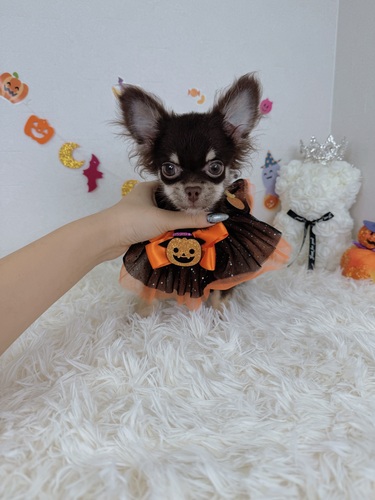 チワワ 犬の販売・譲渡 28669 チョコタンちわわ