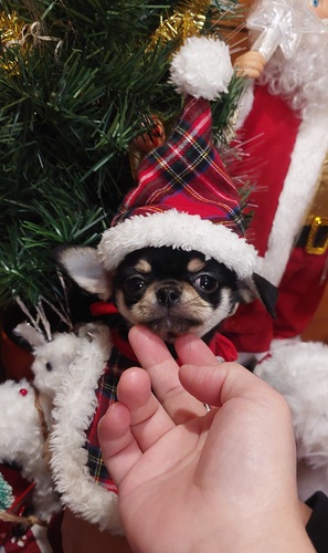 チワワ 犬の販売・譲渡 28670 人懐こくてメチャクチャ可愛い男の子(≧∀≦*)