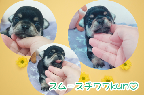 チワワ 犬の販売・譲渡 28670 既に可愛い要素満載の男の子(≧∀≦*)