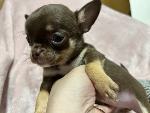チワワ 犬の販売・譲渡 28673 イザベラ直子のスムースチョコタン