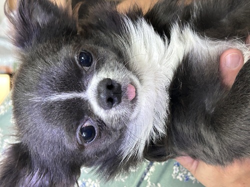 チワワ 犬の販売・譲渡 28674 11/3迄期間限抜群にかわいいレアカラーの男の子!