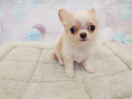 チワワ 犬の販売・譲渡 28675 ★クリームの女の子★★