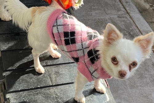 ` ̔̔En 28676 11/9܂łɂw}̏ꍇ