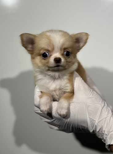 ` ̔̔En 28680 bhzCg@̎q