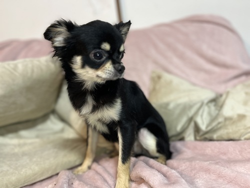チワワ 犬の販売・譲渡 28683 生後半年のブラックタンくんレア因子あり