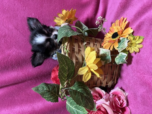 ` ̔̔En 28687 ĉ`