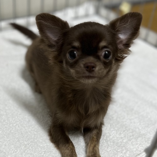 ` ̔̔En 28688 ȃ`R^̏̎qI