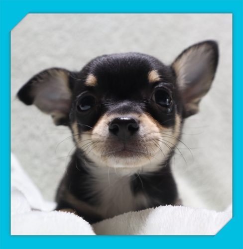 チワワ 犬の販売・譲渡 28691 ●スムースの男の子・総額価格です●