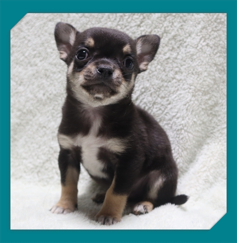 チワワ 犬の販売・譲渡 28692 ●スムースの男の子・総額価格です●