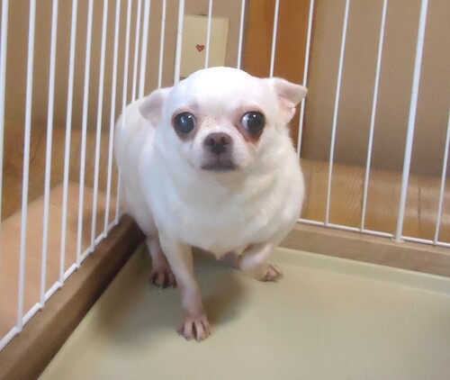 チワワ 犬の販売・譲渡 28693 スムースチワワ 女の子