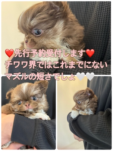 チワワ 犬の販売・譲渡 28694 チワワ界一のマズルの短さ!