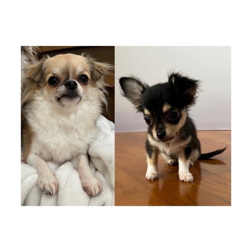 チワワ 犬の販売・譲渡 28695 女の子2匹