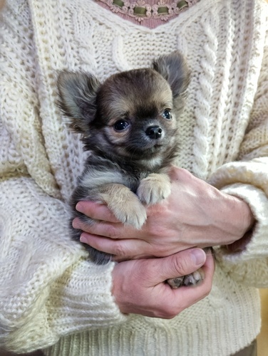 チワワ 犬の販売・譲渡 28708 フレンドリーな子です。