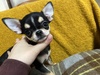 チワワ 子犬 探す 可愛いスムチー女の子 28709