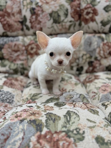 チワワ 犬の販売・譲渡 28710 スムースチワワのクリーム男の子