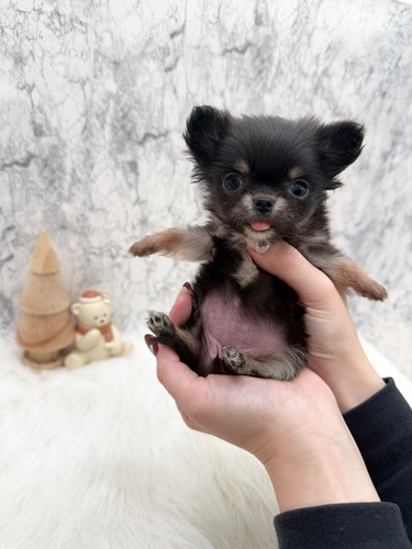チワワ 犬の販売・譲渡 28711 ブラックタンホワイト極小の女の子