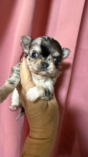 チワワ 犬の販売・譲渡 28712 自慢の子になります!