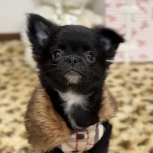 チワワ 犬の販売・譲渡 28713 男の子