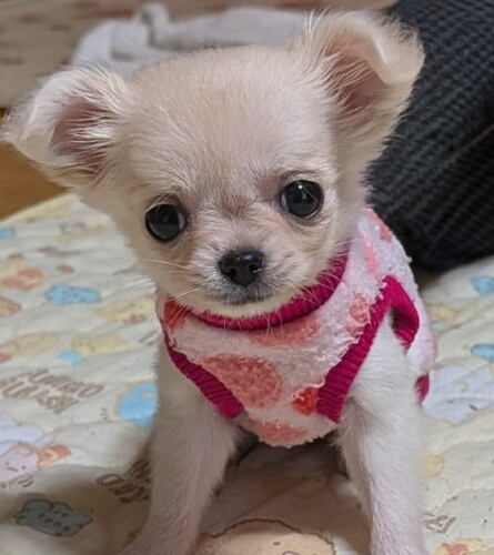 チワワ 犬の販売・譲渡 28714 ハローワン