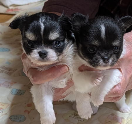 �`���� ���̔̔��E���n 28715 �����o���I