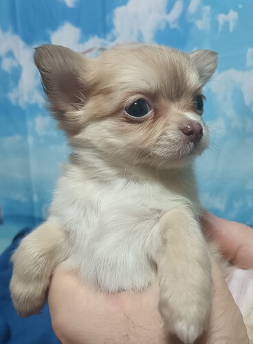 �`���� ���̔̔��E���n 28716 �����C�U�x���J���[�̃C�P�����̒j�̎q����