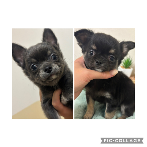 �`���� ���̔̔��E���n 28718 �`�����̒j�̎q