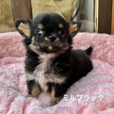 �`���� ���̔̔��E���n 28719 �Ȃ������u�~���u���b�N�v