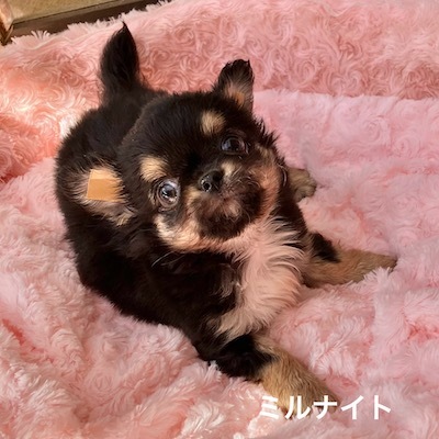 �`���� ���̔̔��E���n 28720 �ނ����ނ��u�~���i�C�g�v